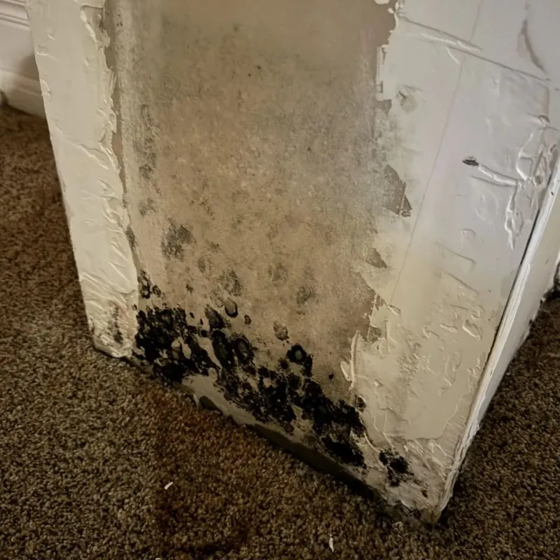 Professional Mold Removal in Chickasaw County, MS